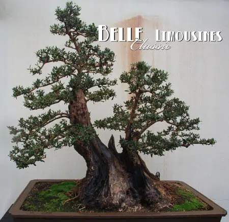 swan valley limo hire limousines perth