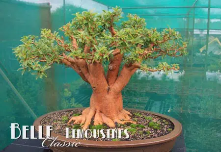 swan valley limo hire swan valley tours