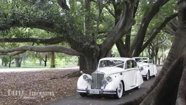 Perth Wedding Limos Access to Hyde Park 3 jaguar mk5 wedding cars