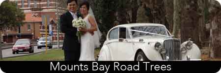 Wedding Limos at Mounts Bay Road Trees 1 vintage wedding car hire