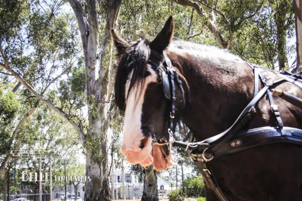 The Ultimate Vintage Wedding 4 wedding carriage